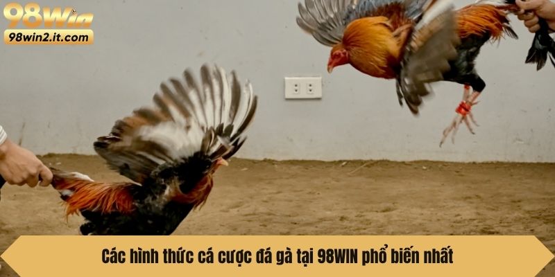 Các hình thức cá cược đá gà tại 98WIN phổ biến nhất