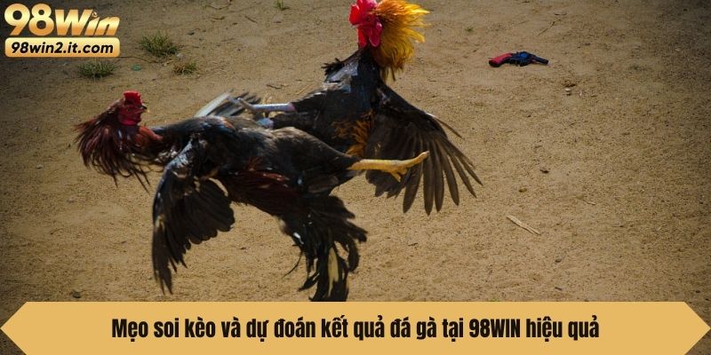 Mẹo soi kèo và dự đoán kết quả đá gà tại 98WIN hiệu quả