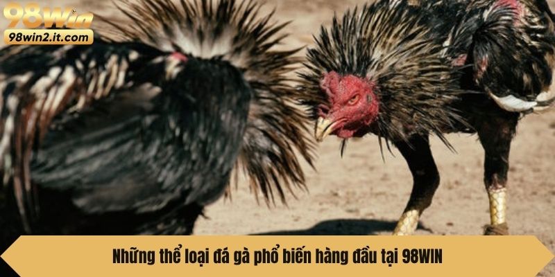 Những thể loại đá gà phổ biến hàng đầu tại 98WIN