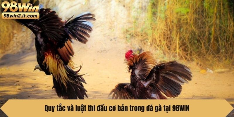 Quy tắc và luật thi đấu cơ bản trong đá gà tại 98WIN